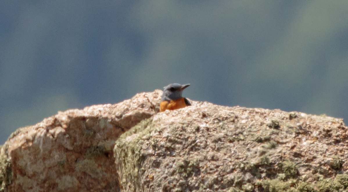 Miniature